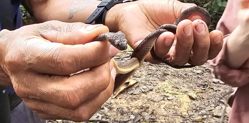 A thin brown snake coiled between someone's fingers