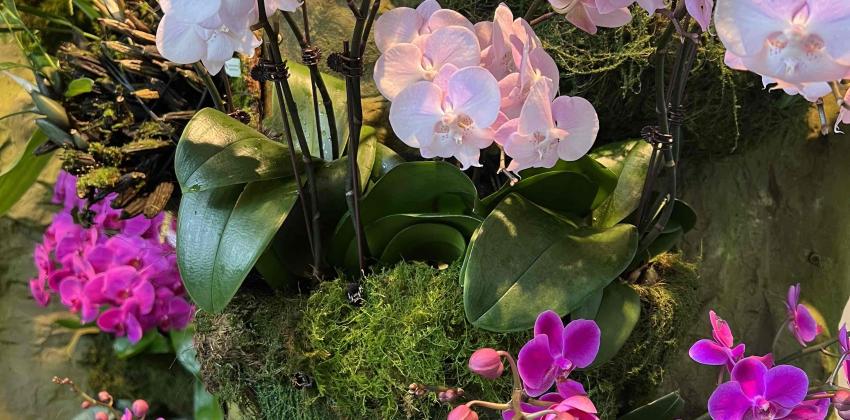 Orchids