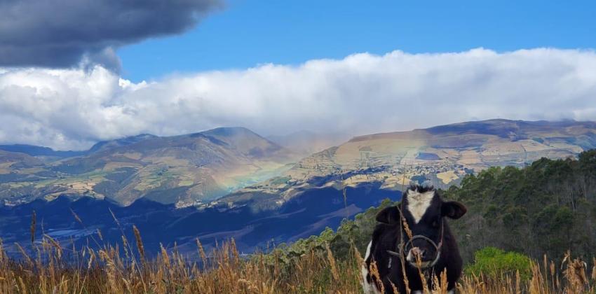 Cow standing in a field with mountains and a rainbow in the background.