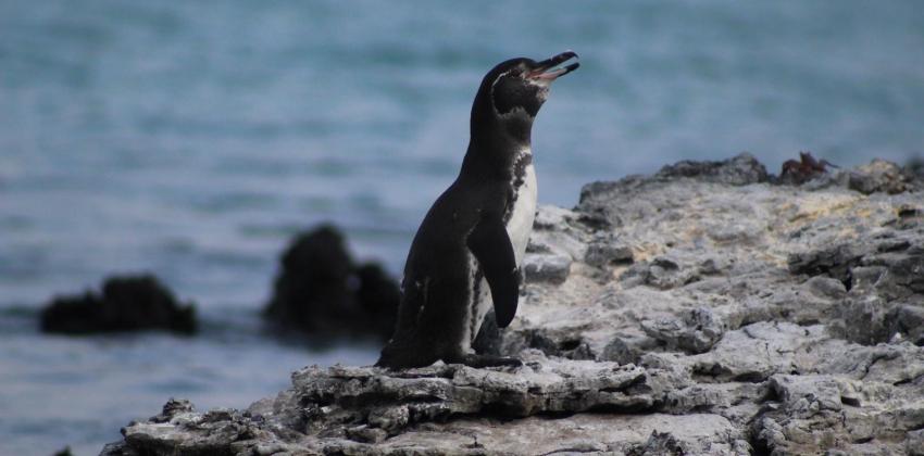 Small black and white penguin sitting on top of a rock with a body of water in the background. 